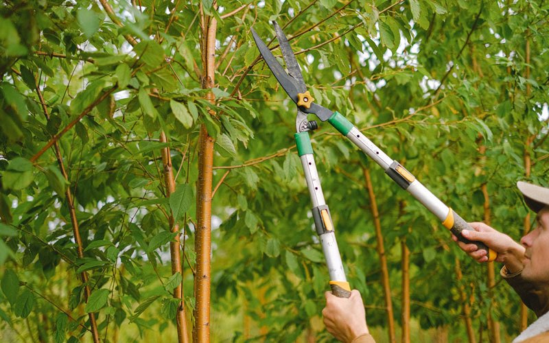 Tree trimming in Fort Hunter, NY
